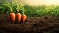 Organic ripe carrots on the soil. Organic farming plant. Garden growing vegetable. Generative AI