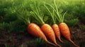 Organic ripe carrots on the soil. Organic farming plant. Garden growing vegetable. Generative AI