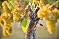 Organic Ripe Chardonnay Grapes Okanagan Valley Vineyard Royalty Free Stock Photo