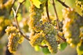 Organic Ripe Chardonnay Grapes Okanagan Valley Vineyard Royalty Free Stock Photo