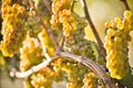 Organic Ripe Chardonnay Grapes Okanagan Valley Vineyard Royalty Free Stock Photo
