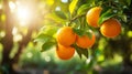 Organic ripe fresh oranges and tangerines growing on citrus branches in a sunny fruiting garden