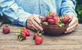 Organic ripe fresh strawberries in the hands of the farmer in a copper retro colander after harvest. Top view  sweet red berries Royalty Free Stock Photo