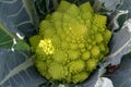 Organic ripe green Romanesco broccoli or Roman cauliflower, Broccolo Romanesco, Romanesque cauliflower, new harvest