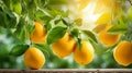 Organic ripe lemons on citrus branches in a fruitful garden, creating a refreshing atmosphere.