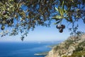 Organic ripe olives growing on olive tree with mediterranean coast background, Close up black olive fruit on tree branch Royalty Free Stock Photo