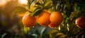 Organic ripe oranges and tangerines on citrus branches with green leaves in a sunny fruiting garden