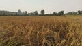 Organic ripe paddy panoramic golden view. Ripe rice field and sky landscape on the farm