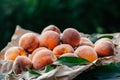 Organic ripe peaches on paper parchment among green foliage. Fruits in garden. Red nectarine, harvest concept.