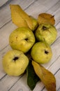 Organic ripe quinces on tablecloth