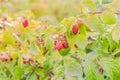 Organic ripe raspberry growing on tree in Washington, USA Royalty Free Stock Photo