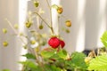 Organic ripe red berries and flowers of wild alpine strawberry plant growing in a pot in the urban garden on a sunny summer day Royalty Free Stock Photo