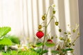 Organic ripe red berries and flowers of wild alpine strawberry plant growing in a pot in the urban garden on a sunny summer day Royalty Free Stock Photo