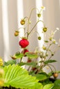 Organic ripe red berries and flowers of wild alpine strawberry plant growing in a pot in the urban garden on a sunny summer day Royalty Free Stock Photo