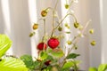 Organic ripe red berries and flowers of wild alpine strawberry plant growing in a pot in the urban garden on a sunny summer day Royalty Free Stock Photo