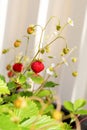 Organic ripe red berries and flowers of wild alpine strawberry plant growing in a pot in the urban garden on a sunny summer day Royalty Free Stock Photo