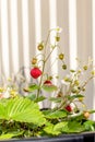 Organic ripe red berries and flowers of wild alpine strawberry plant growing in a pot in the urban garden on a sunny summer day Royalty Free Stock Photo