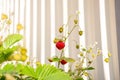 Organic ripe red berries and flowers of wild alpine strawberry plant growing in a pot in the urban garden on a sunny summer day Royalty Free Stock Photo