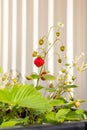 Organic ripe red berries and flowers of wild alpine strawberry plant growing in a pot in the urban garden on a sunny summer day Royalty Free Stock Photo