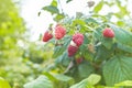 Branch of raspberry with big red ripe berries. Gardening Royalty Free Stock Photo