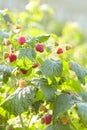 Branch of raspberry with big red ripe berries. Gardening Royalty Free Stock Photo