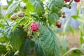 Branch of raspberry with big red ripe berries. Gardening Royalty Free Stock Photo