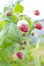 Branch of raspberry with big red ripe berries. Gardening Royalty Free Stock Photo