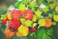 Organic ripe red raspberries on the bush, cultivation oil painting drawn Royalty Free Stock Photo