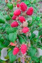 Organic ripe red raspberries on the bush, garden,food Royalty Free Stock Photo