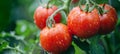 Organic ripe red tomatoes on healthy branch thriving in a controlled greenhouse environment Royalty Free Stock Photo