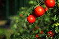 Organic ripe red tomatoes on vine of a tomato tree in garden. Royalty Free Stock Photo