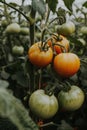 Organic ripe tomato branch flourishing in a controlled environment of a greenhouse