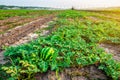 Organic ripe watermelon plantation and watering machine