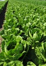 Organic Romaine Lettuce Royalty Free Stock Photo