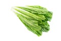 Organic Romaine Lettuce On White Background Royalty Free Stock Photo