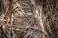 Organic root pattern - tree roots nature background