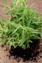 Organic Rosemary Plant with roots in fertilized soil isolated on natural burlap. Rosmarinus officinalis in the mint fam