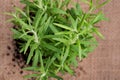 Organic Rosemary Plant with roots in fertilized soil isolated on natural burlap background. Rosmarinus officinalis in the mint fam