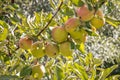 Organic royal gala apples with raindrops on apple tree Royalty Free Stock Photo