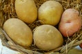 Organic Russet and red potatoes sit inside a hay filled wicker b Royalty Free Stock Photo