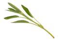 Organic sage branch on a white background