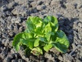 Organic salad in garden