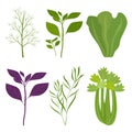 Organic salad greens. Basil, lettuce, dill, celery. Vector illustration isolated