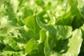 Organic salad leaf