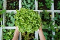 Organic salad plant : Green Oak  in  white plastic plant pot Royalty Free Stock Photo