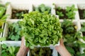 Organic salad plant : Green Oak  in  white plastic plant pot Royalty Free Stock Photo