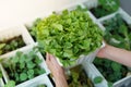 Organic salad plant : Green Oak  in  white plastic plant pot Royalty Free Stock Photo