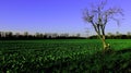 Organic salad plantation with blue sky