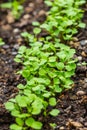 Organic salad seedlings or sapling lettuce in vegetable garden Royalty Free Stock Photo