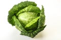 Organic Savoy Cabbage for cooking